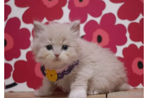 成約済の東京都のブリティッシュショートヘア-105342の2枚目